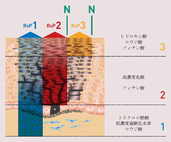 リバースピール肌断面図別効果