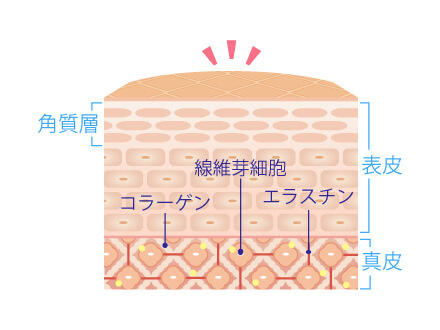 美肌再生ピーリングコース、肌断面図