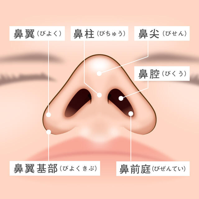 縦や横に人がった鼻の穴をスッキリさせる鼻翼縮小（小鼻縮小）｜特徴や効果・症例写真・施術の流れ解説｜【公式】オザキクリニック（新宿・目黒祐天寺・羽村）